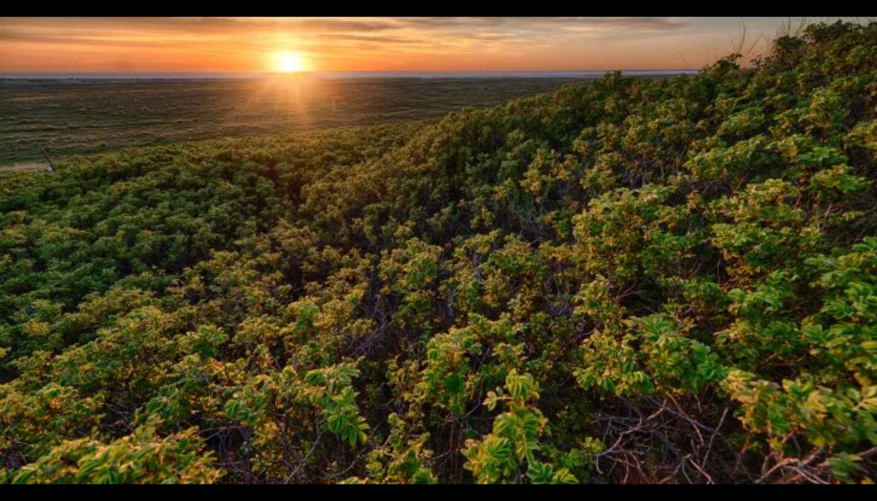 Ghana’s Community-Led Efforts to Grow Forests